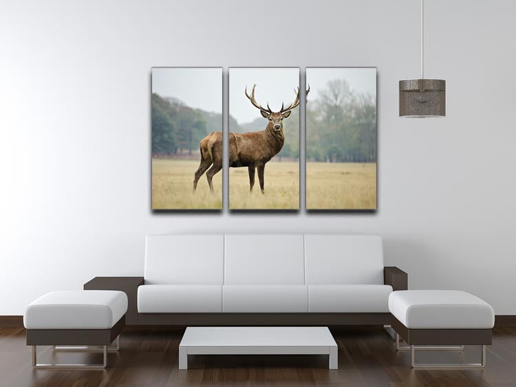 A beautiful 3-panel canvas print featuring an adult red deer stag in a serene field, showcasing vibrant colors and intricate details.