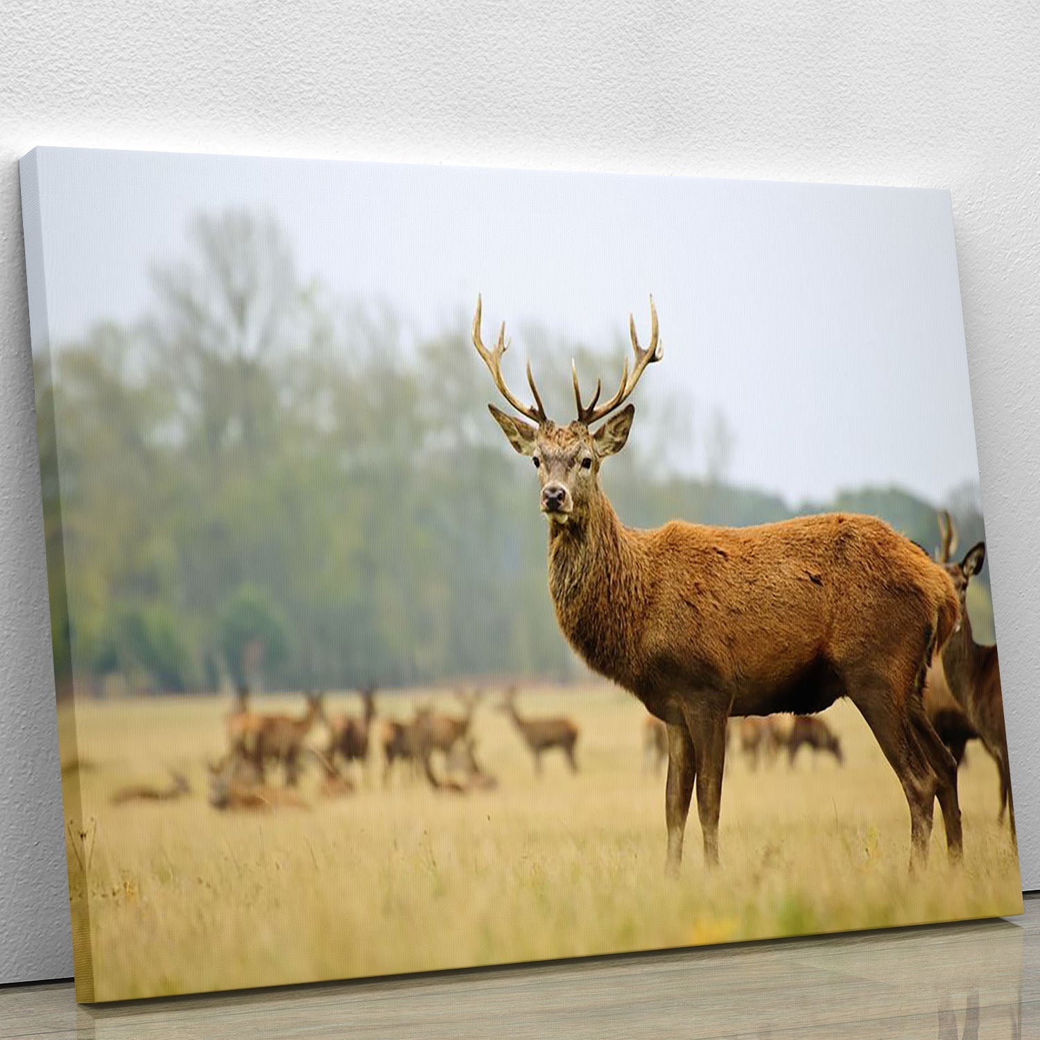 A majestic adult red deer stag captured in stunning detail on a high-quality canvas print, showcasing its powerful presence and natural beauty.