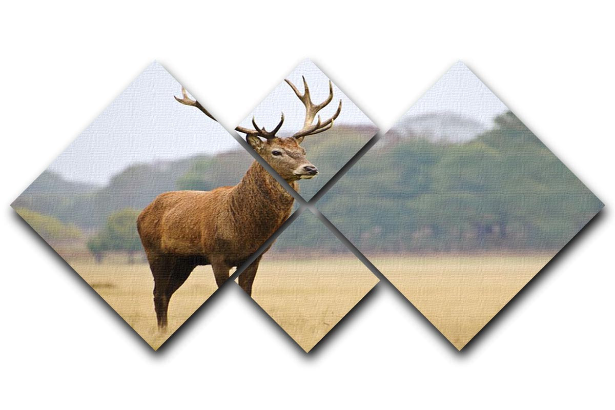 A majestic adult red deer stag in a vibrant autumn setting, showcasing rich fall colors and powerful presence.