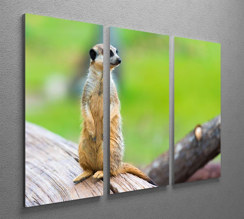 A beautiful 3-panel canvas print featuring a portrait of meerkats, showcasing their playful nature and intricate details.