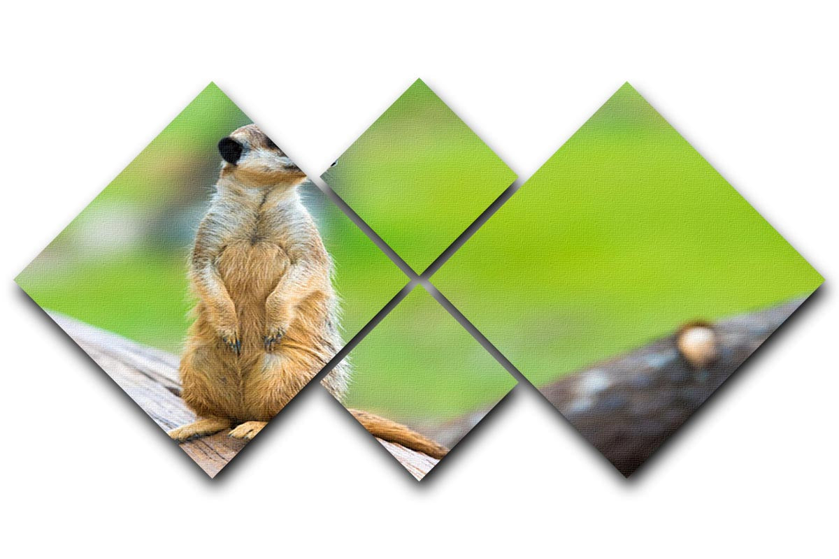 A captivating multi-panel canvas artwork featuring a portrait of a meerkat, divided into four equal square sections, showcasing vibrant colors and intricate details.