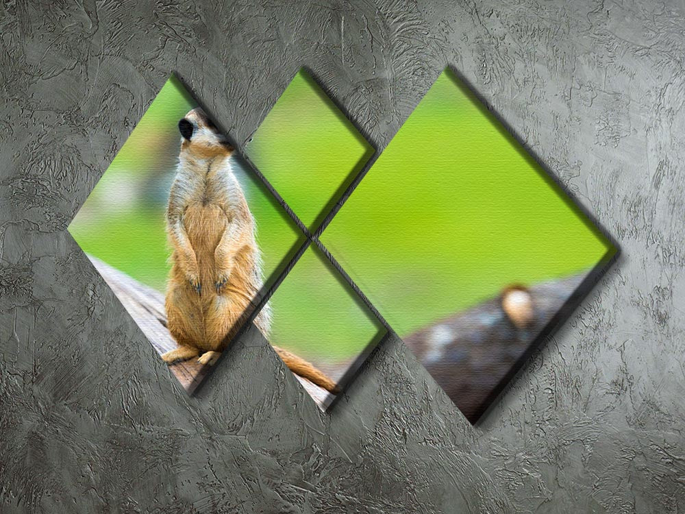A captivating multi-panel canvas artwork featuring a portrait of a meerkat, divided into four equal square sections, showcasing vibrant colors and intricate details.