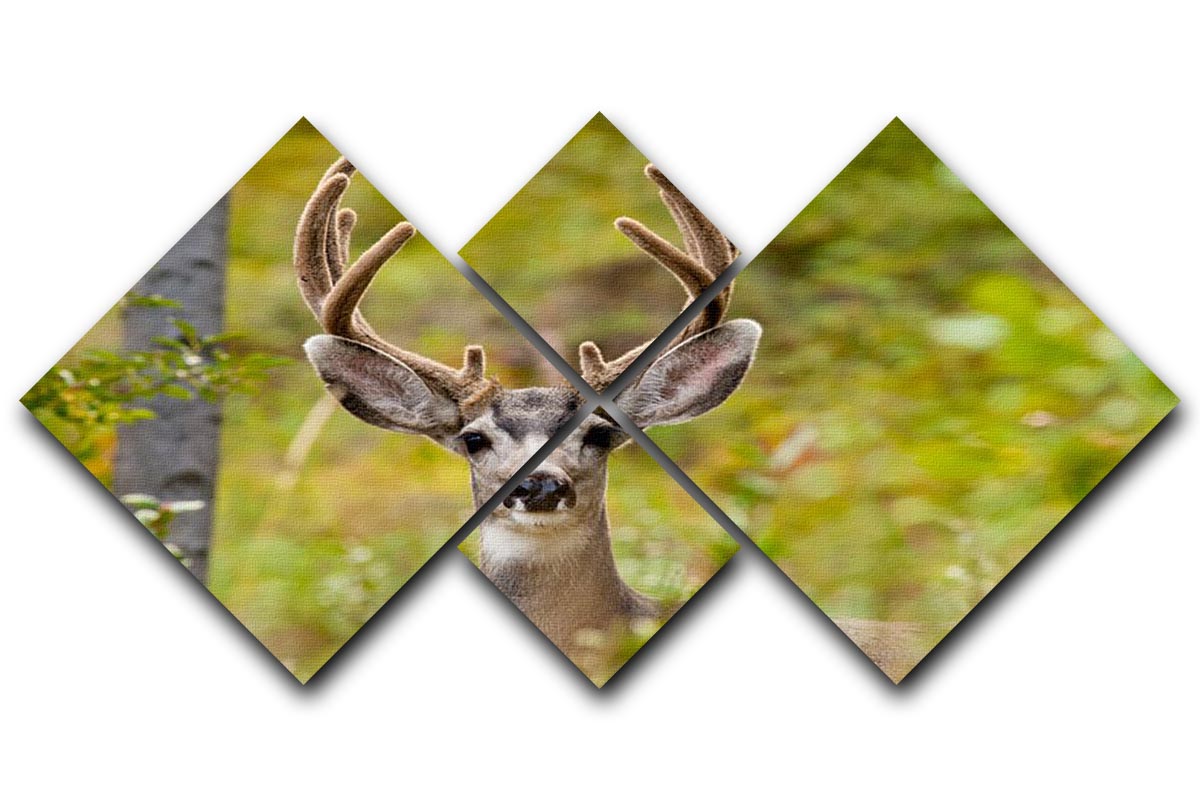 A beautiful 4-square multi-panel canvas featuring a majestic mule deer buck in a natural setting.