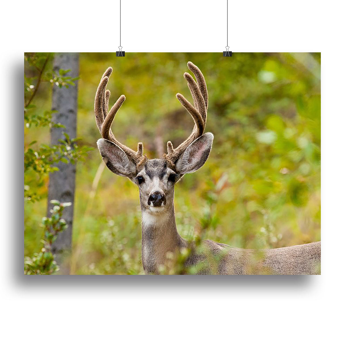 A beautiful canvas print of a mule deer buck, showcasing its majestic antlers and natural surroundings, perfect for home decor.