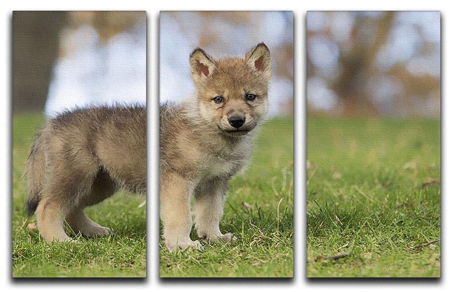 A captivating 3-panel canvas print featuring a young gray wolf pup, showcasing its playful and innocent nature.