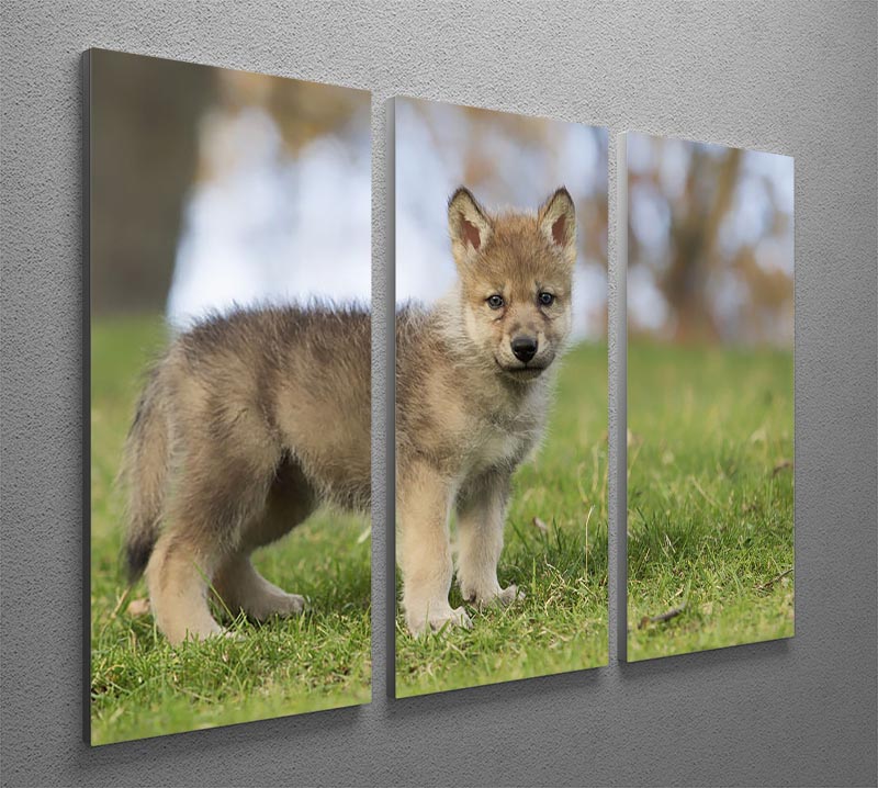 A captivating 3-panel canvas print featuring a young gray wolf pup, showcasing its playful and innocent nature.