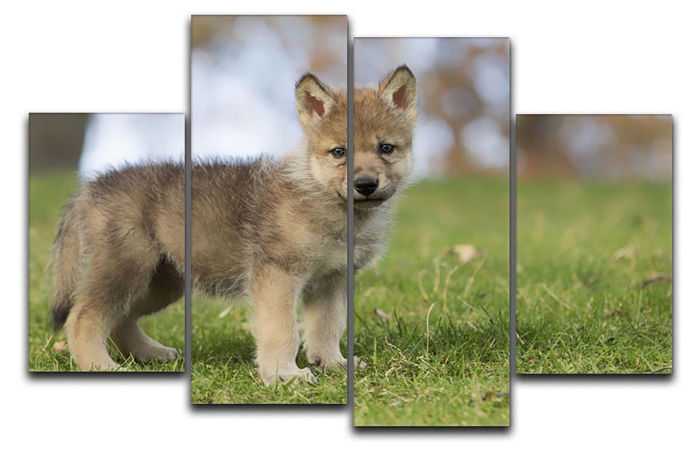 A captivating 4-split canvas artwork featuring a young gray wolf pup, showcasing its playful nature and striking features across four panels.