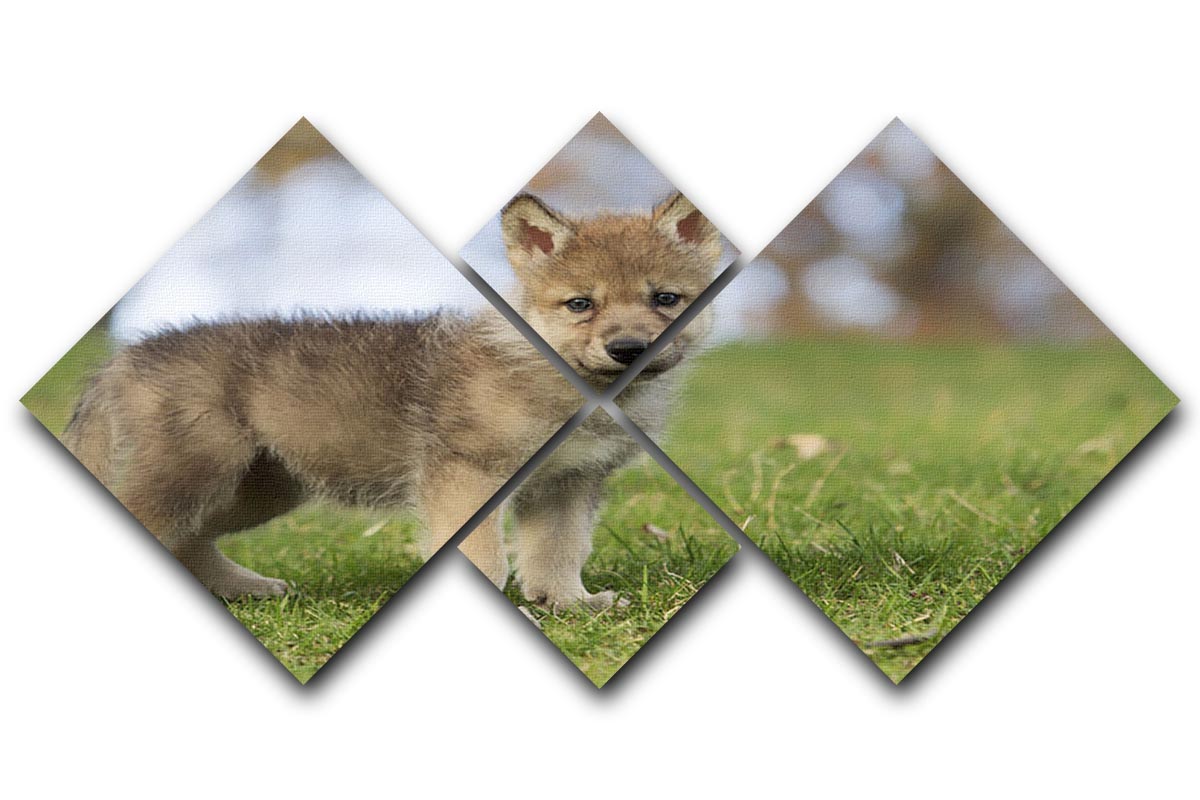 A beautiful 4-square canvas artwork depicting a young gray wolf pup, showcasing its playful nature and striking features.