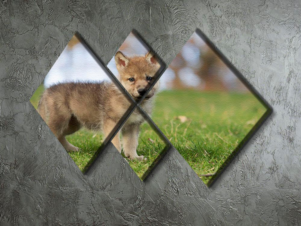 A beautiful 4-square canvas artwork depicting a young gray wolf pup, showcasing its playful nature and striking features.