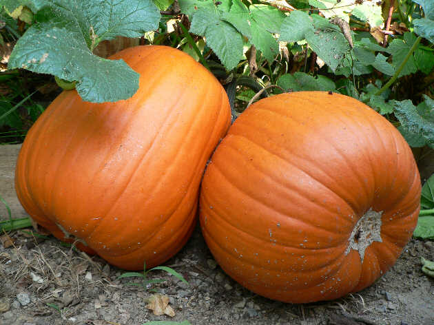 A vibrant Jack 'O Lantern Pumpkin with deep ridges and sturdy handles, perfect for Halloween carving.