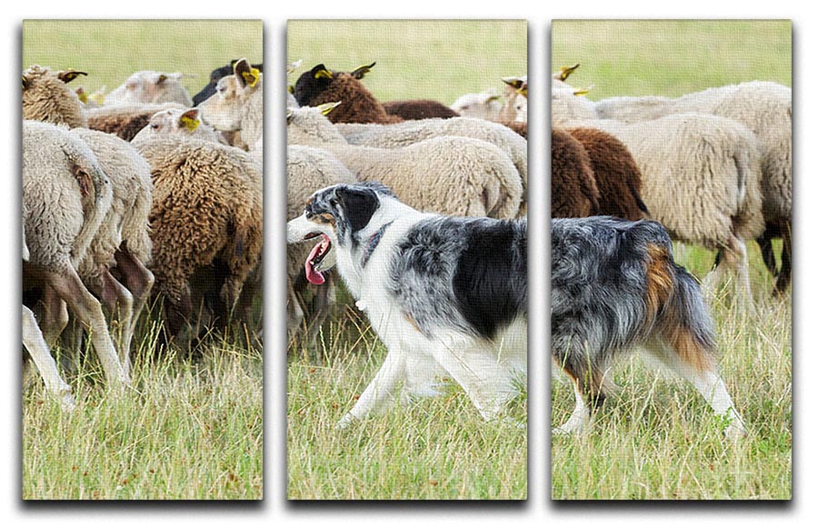 A stunning 3-panel canvas featuring a purebred border collie herding a flock of sheep, showcasing vibrant colors and intricate details.