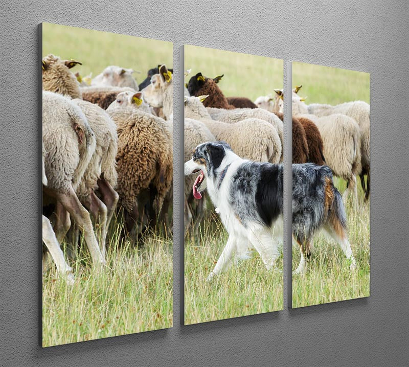 A stunning 3-panel canvas featuring a purebred border collie herding a flock of sheep, showcasing vibrant colors and intricate details.