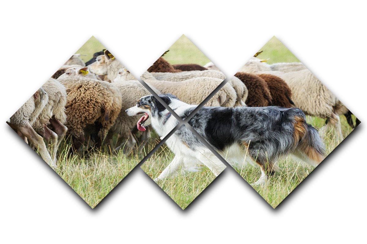 A stunning 4-square canvas artwork featuring a purebred border collie herding a flock of sheep, showcasing vibrant colors and dynamic composition.