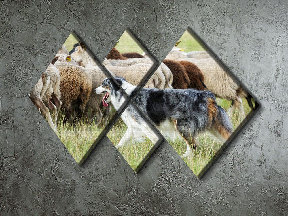 A stunning 4-square canvas artwork featuring a purebred border collie herding a flock of sheep, showcasing vibrant colors and dynamic composition.