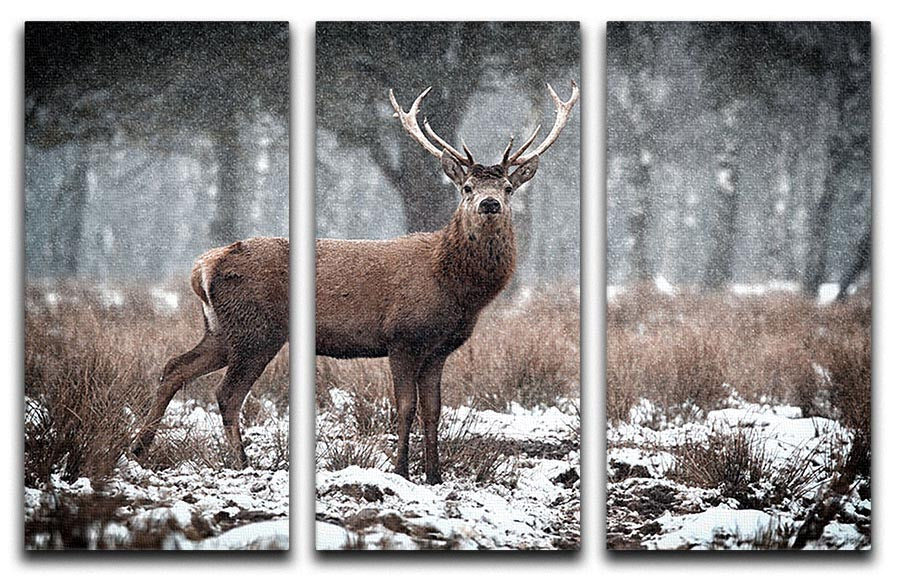 A stunning 3-panel canvas art featuring a Red Deer Stag in a snowy Scottish landscape, showcasing nature's beauty and elegance.