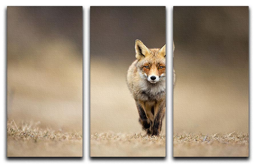 A beautiful Red Fox 3 Split Panel Canvas Print showcasing vibrant colors and intricate details, perfect for enhancing any living space.