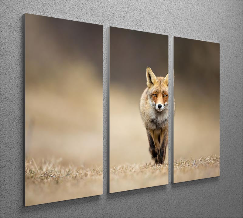 A beautiful Red Fox 3 Split Panel Canvas Print showcasing vibrant colors and intricate details, perfect for enhancing any living space.