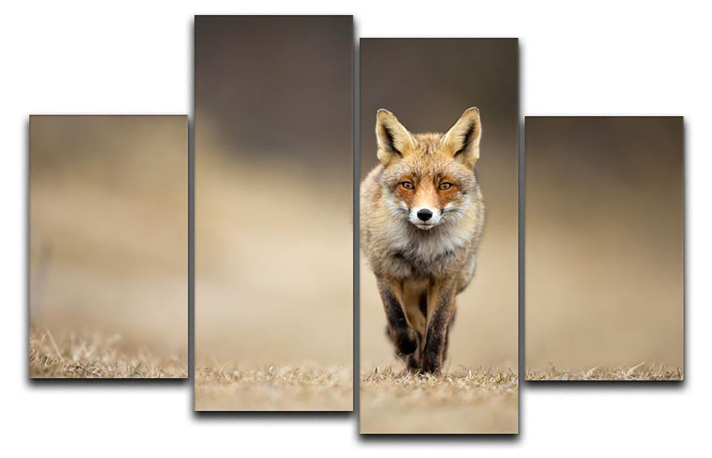 A stunning 4-split canvas artwork featuring a red fox, showcasing its beauty across four panels.