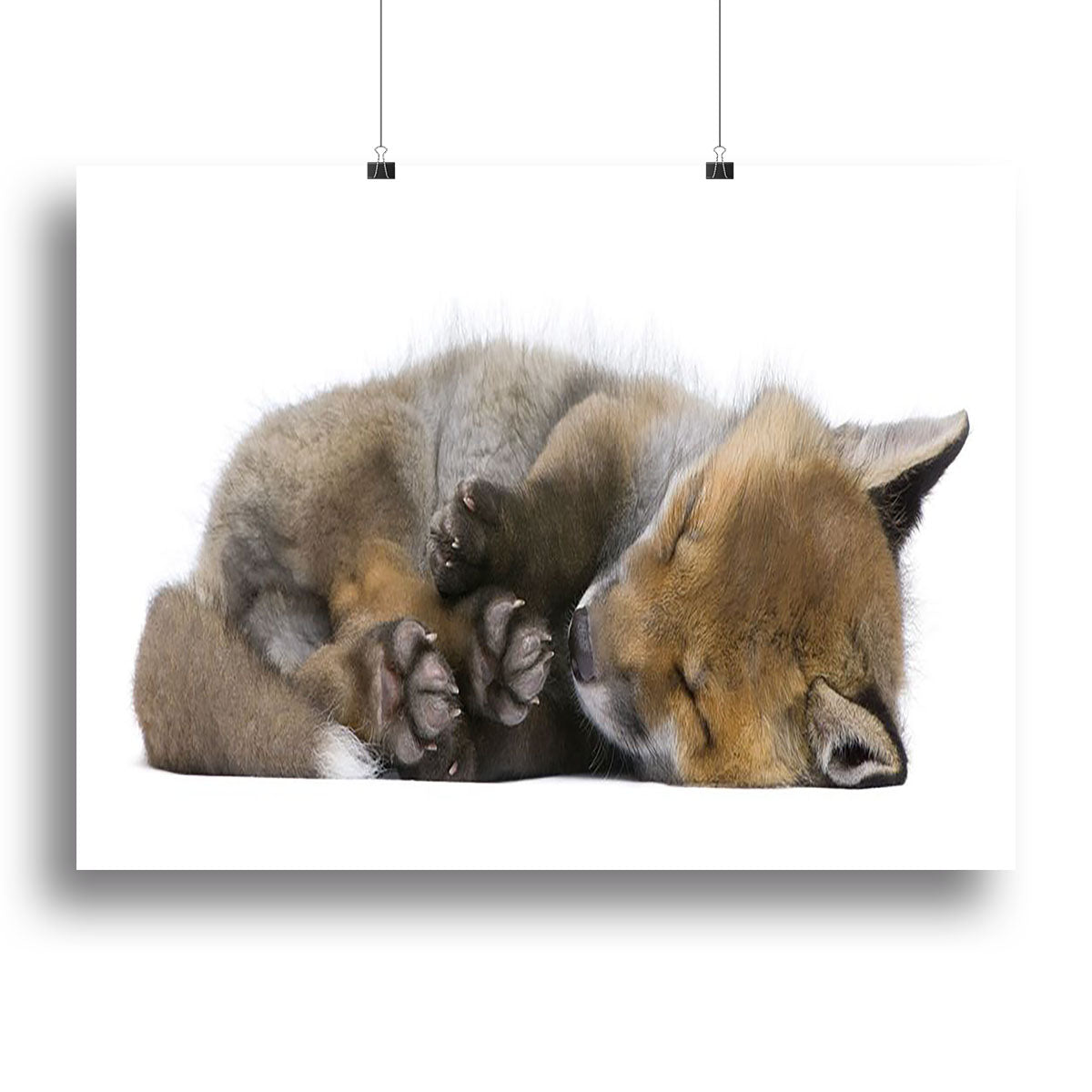 A beautiful canvas print of a 6-week-old red fox cub, showcasing its playful and adorable features, perfect for home decor.