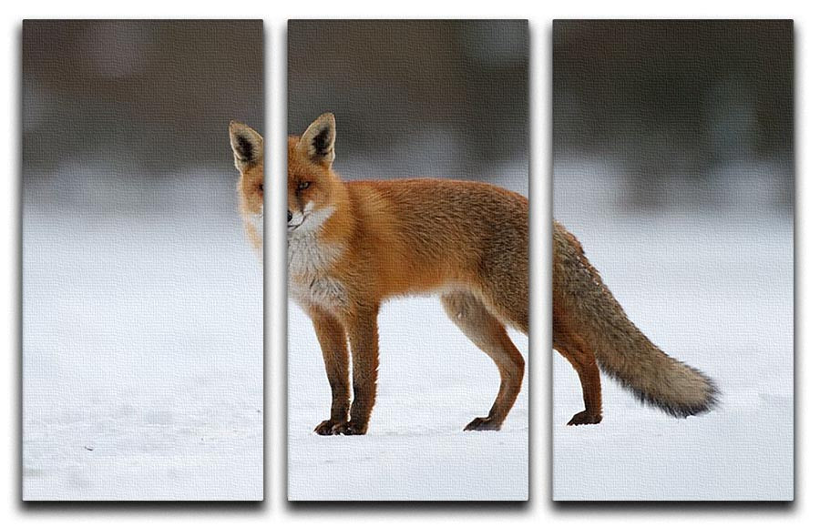 A beautiful 3-panel canvas print featuring a red fox in a snowy landscape, showcasing vibrant colors and intricate details.