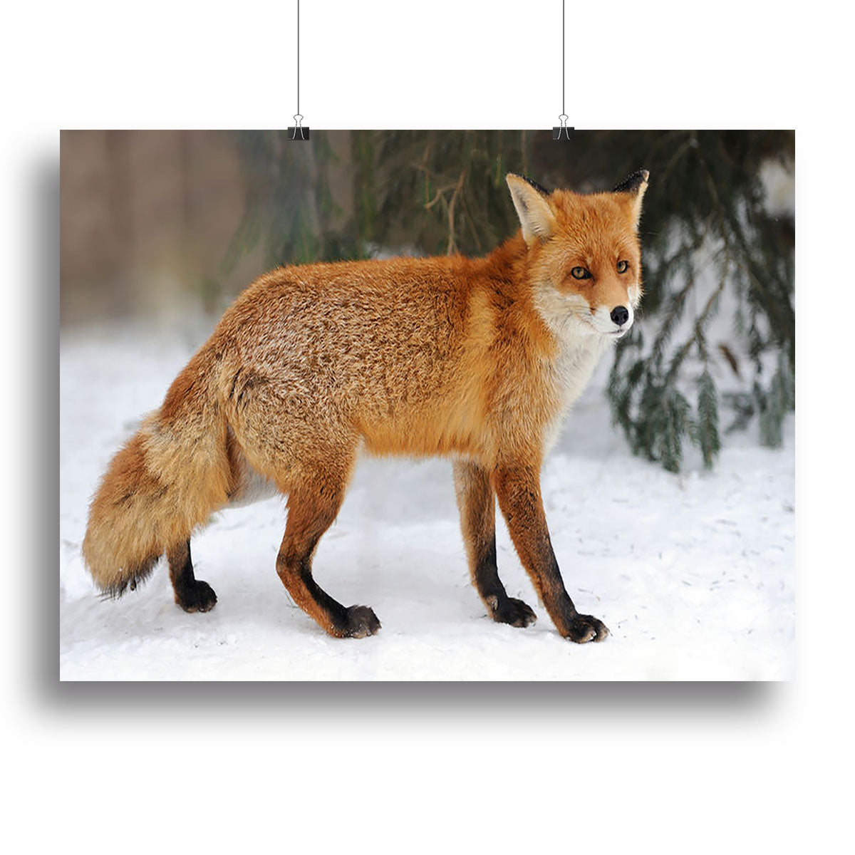 A beautiful canvas print of a Red Fox Vulpes vulpes in a snowy winter landscape, showcasing its vibrant fur and natural habitat.