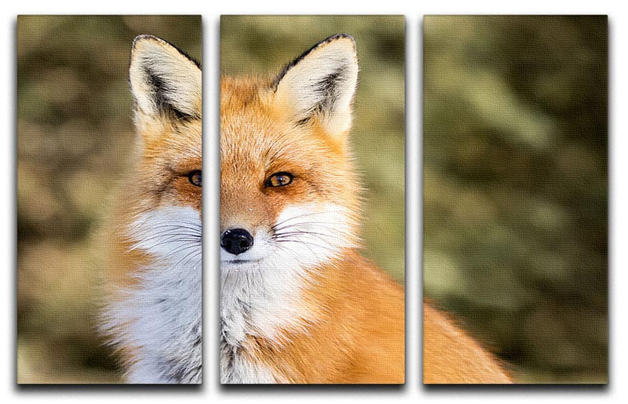 A beautiful 3-panel canvas artwork featuring a Red Fox sitting attentively, showcasing vibrant colors and intricate details.