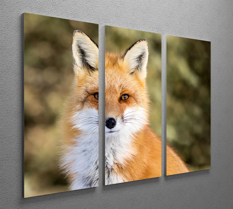 A beautiful 3-panel canvas artwork featuring a Red Fox sitting attentively, showcasing vibrant colors and intricate details.