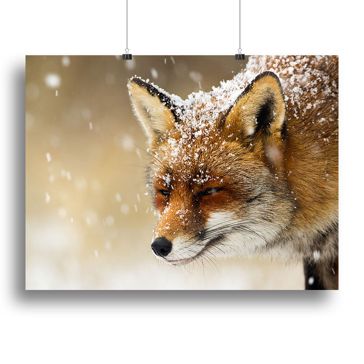 A beautiful canvas print of a red fox in a winter landscape, showcasing its vibrant fur against a snowy background.