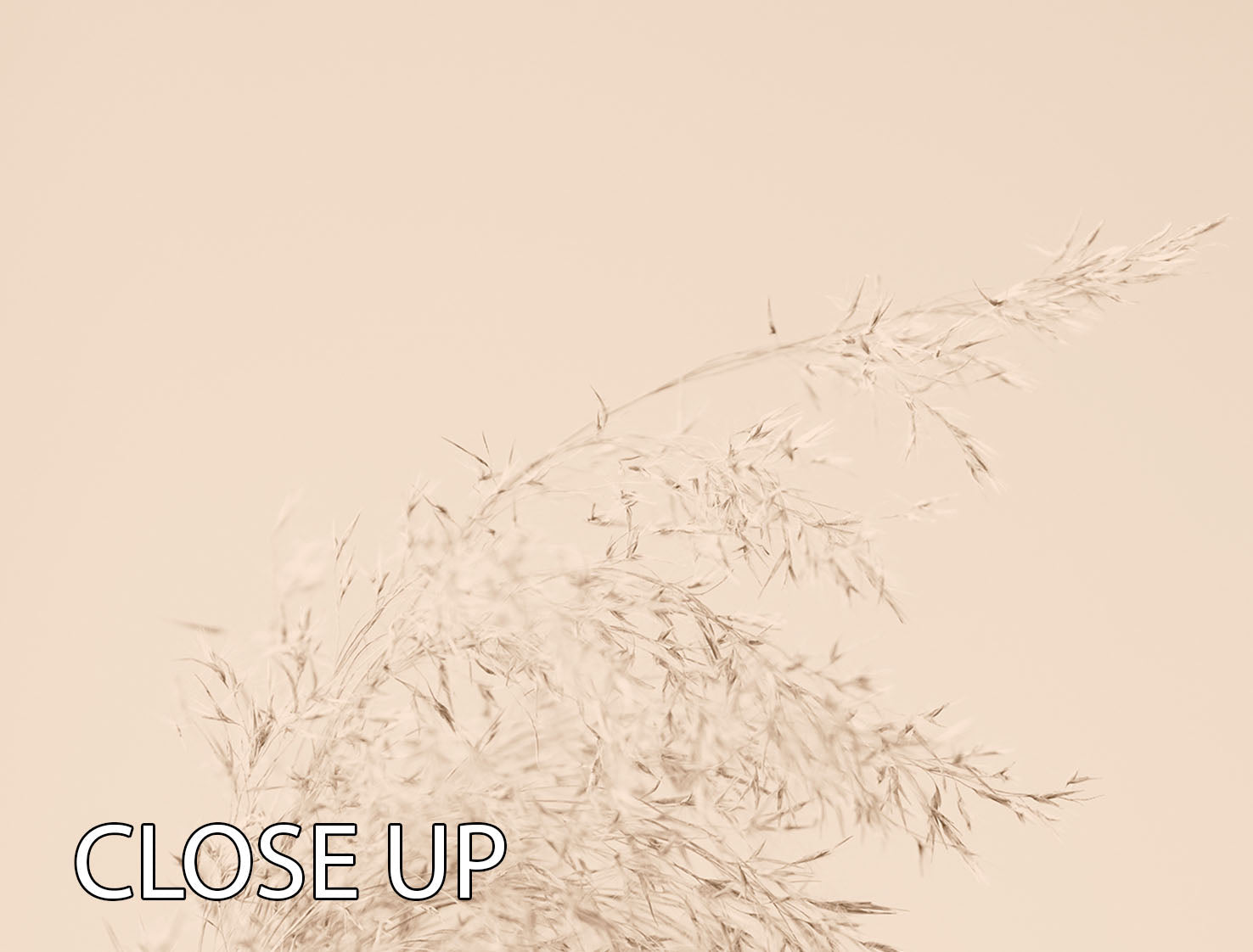 Reed Grass Beige 06 3 Split Panel Canvas Print showcasing a serene nature-inspired design in beige tones.