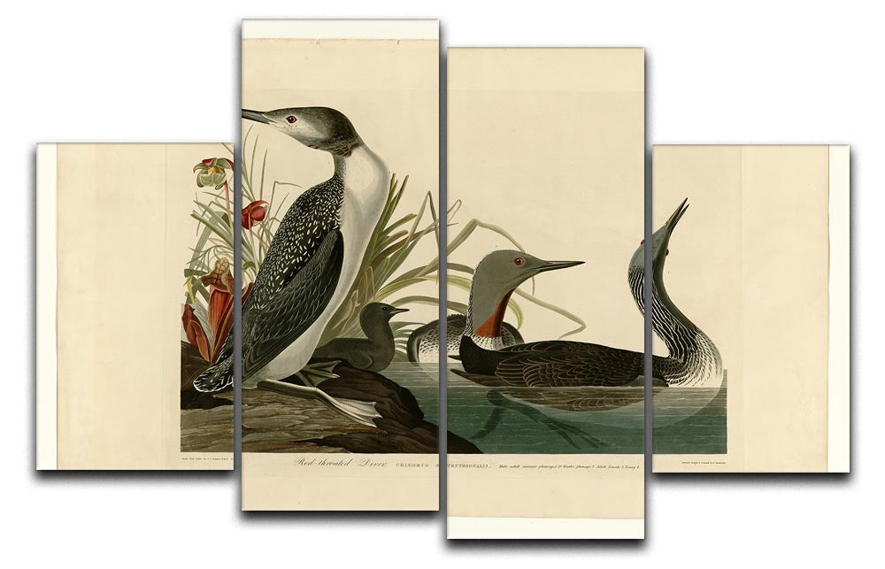 A beautiful 4-split canvas artwork featuring the Red Throated Diver, showcasing vibrant colors and intricate details across four panels.