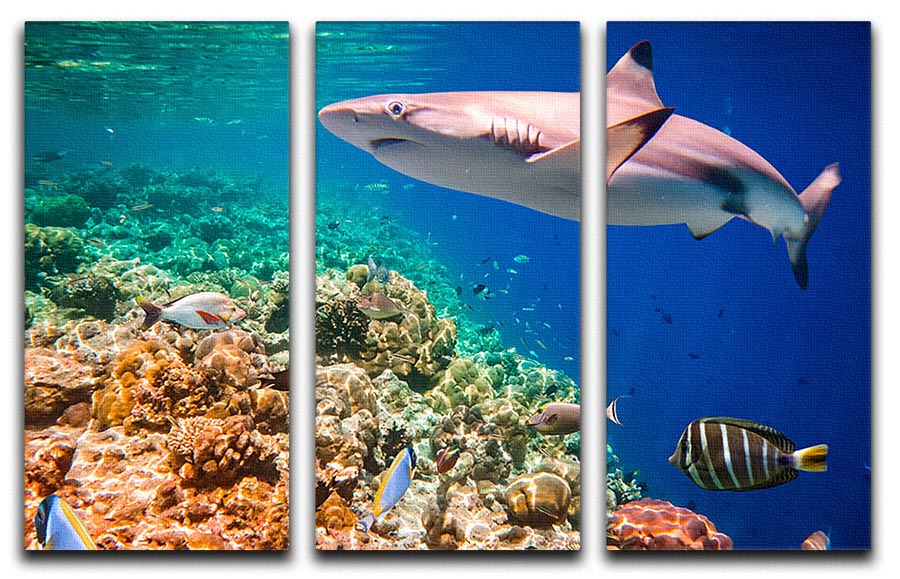 A vibrant 3-panel canvas art featuring a reef with colorful hard and soft corals and a shark, perfect for home decor.