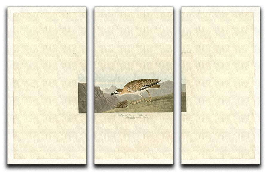 Rocky Mountain Plover 3-panel canvas print showcasing elegant bird art in a modern setting.