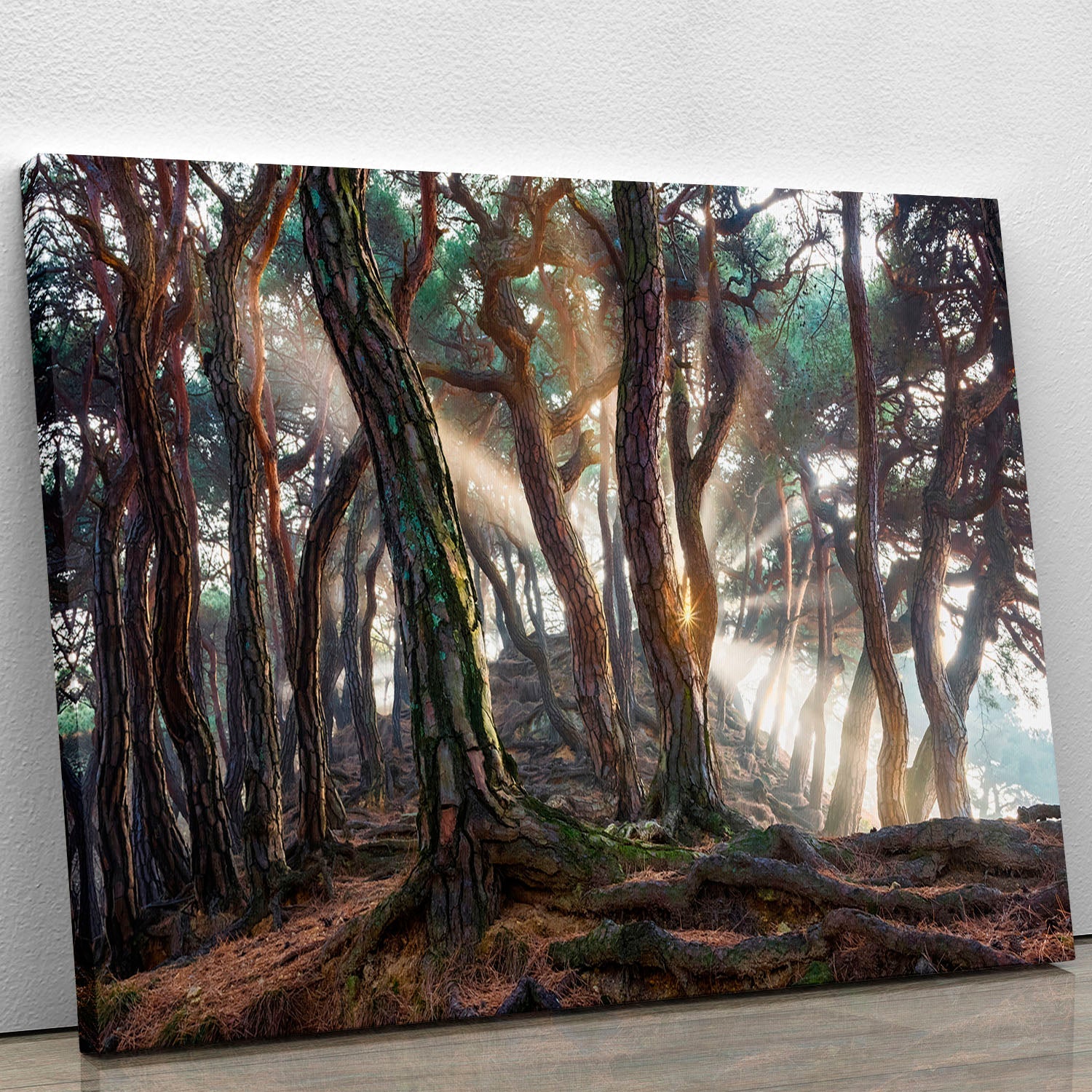 A beautiful canvas print featuring Sacred Pine Trees, showcasing their majestic beauty and vibrant colors, perfect for home decor.