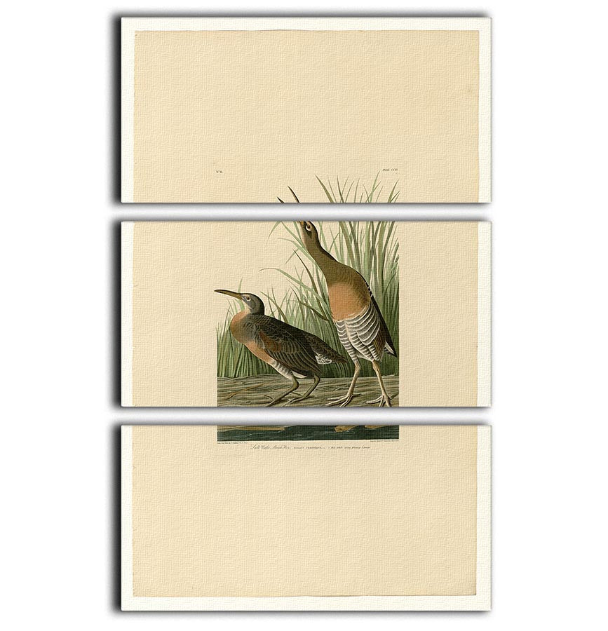 A beautiful 3-panel canvas print featuring the Salt Water Marsh Hen, showcasing vibrant colors and intricate details of the bird in its natural habitat.