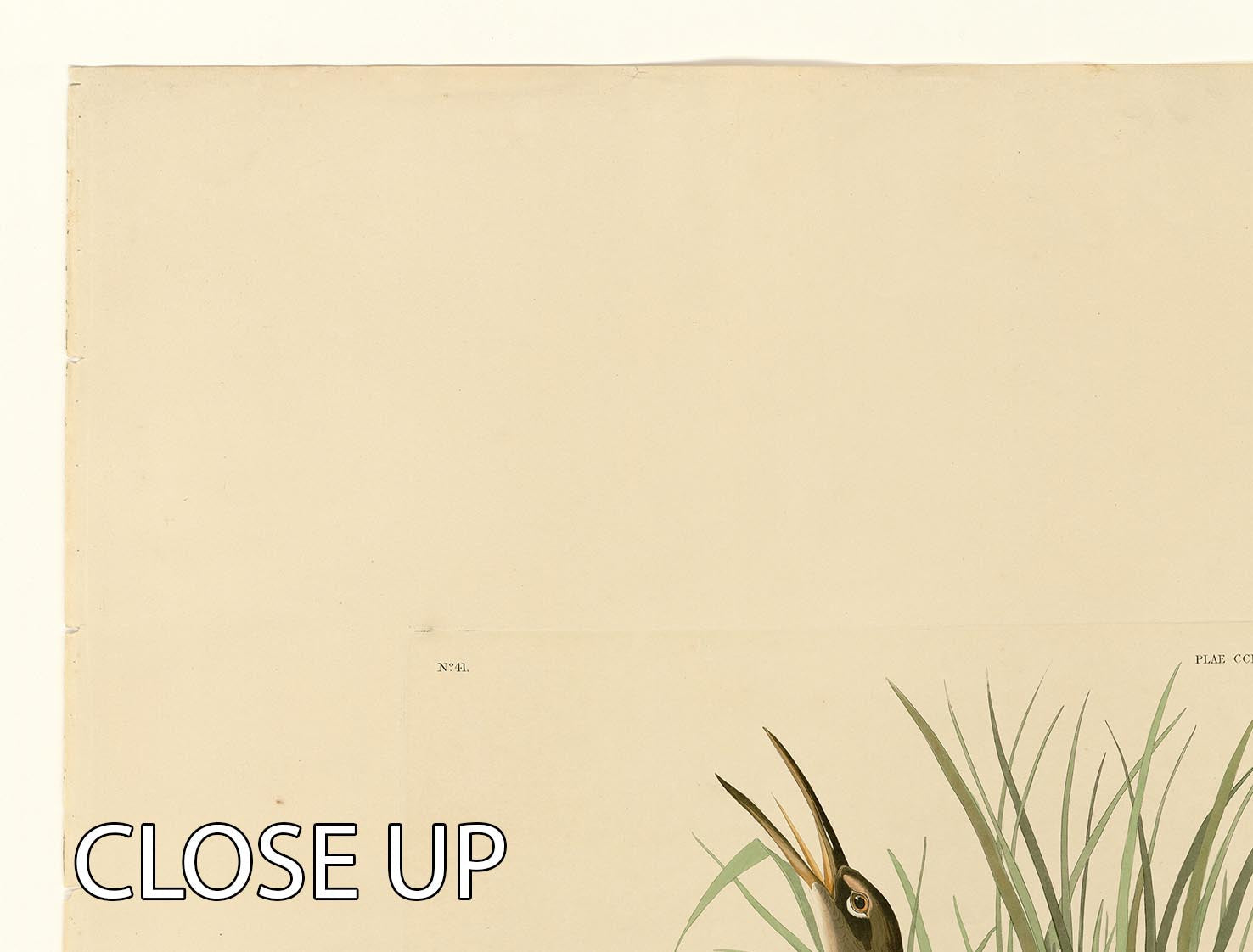 A beautiful 3-panel canvas print featuring the Salt Water Marsh Hen, showcasing vibrant colors and intricate details of the bird in its natural habitat.