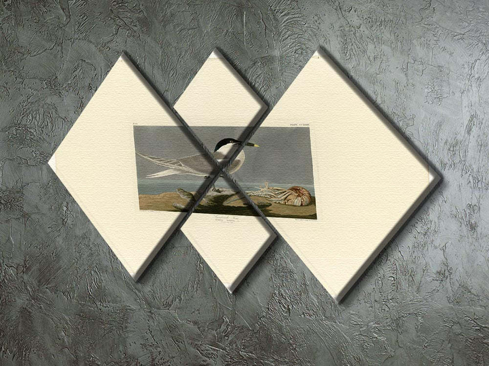 A beautiful 4-square multi-panel canvas featuring the Sandwich Tern, showcasing vibrant colors and intricate details of the bird.