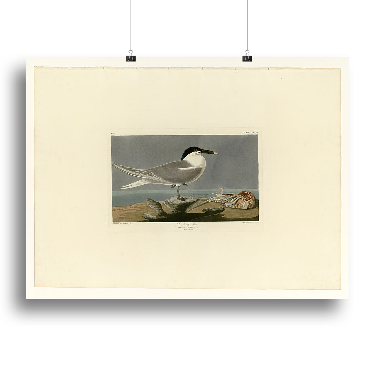 A beautiful canvas print of the Sandwich Tern, showcasing its elegant features and vibrant colors, perfect for home decor.