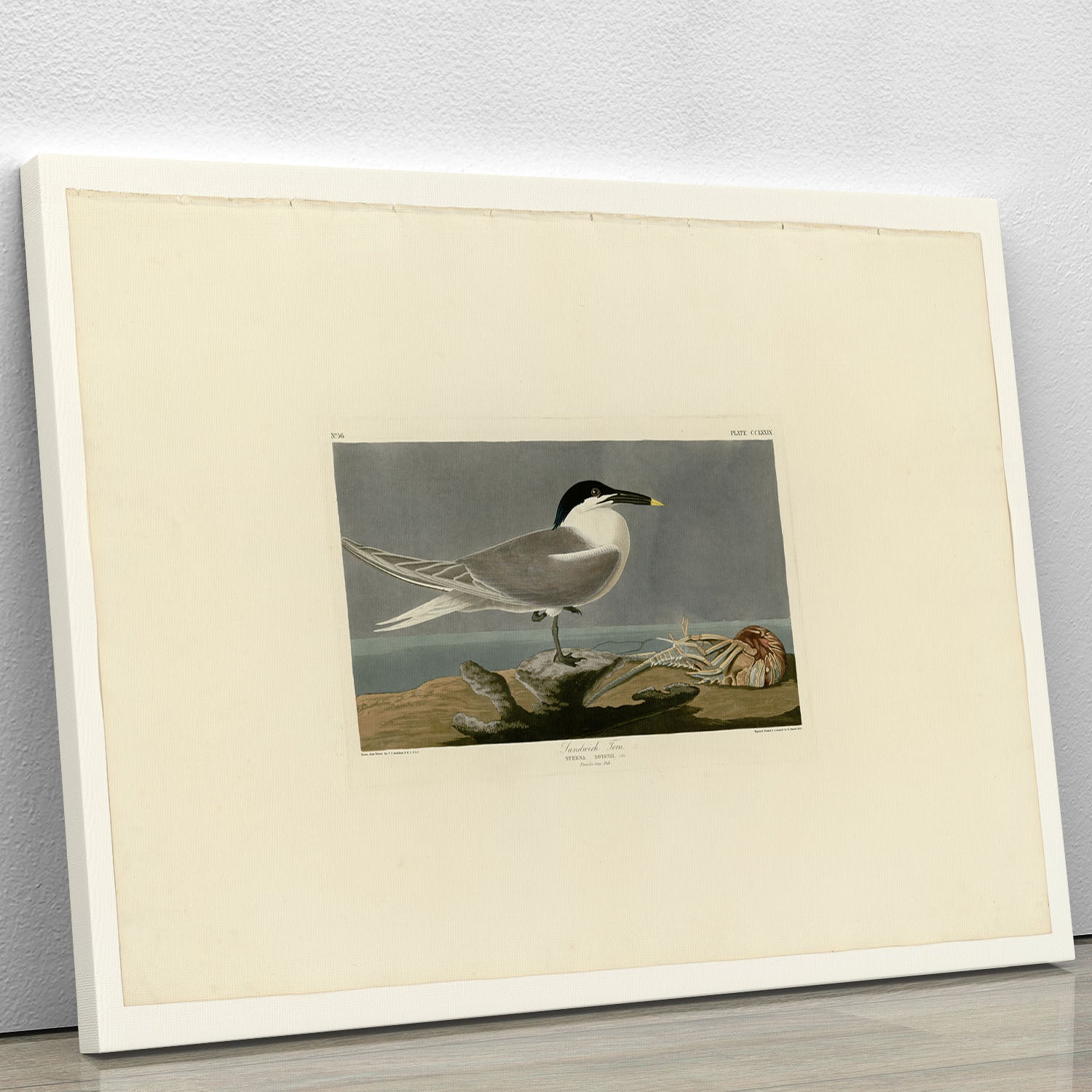 A beautiful canvas print of the Sandwich Tern, showcasing its elegant features and vibrant colors, perfect for home decor.