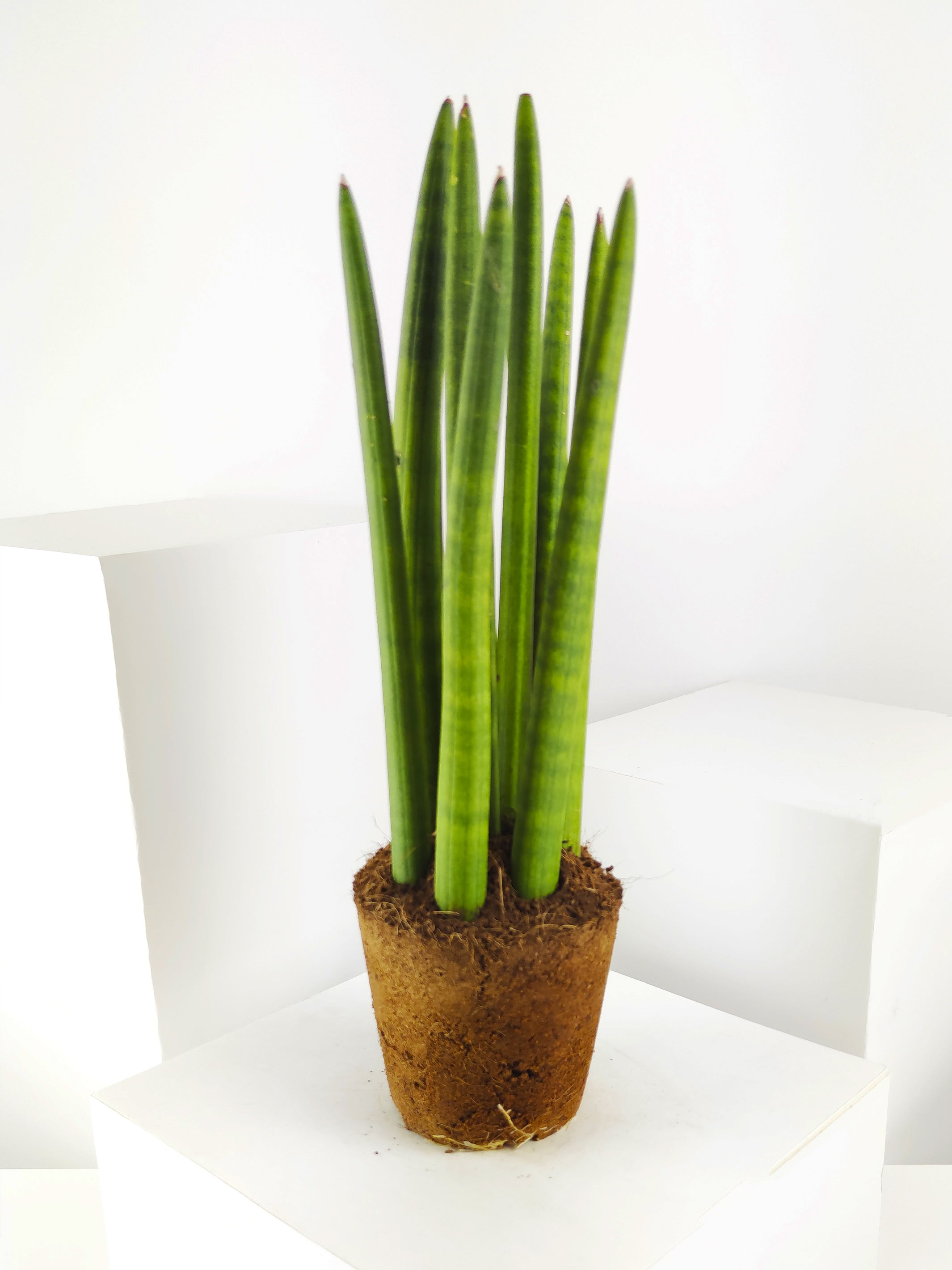 Tall green potted succulent plant.