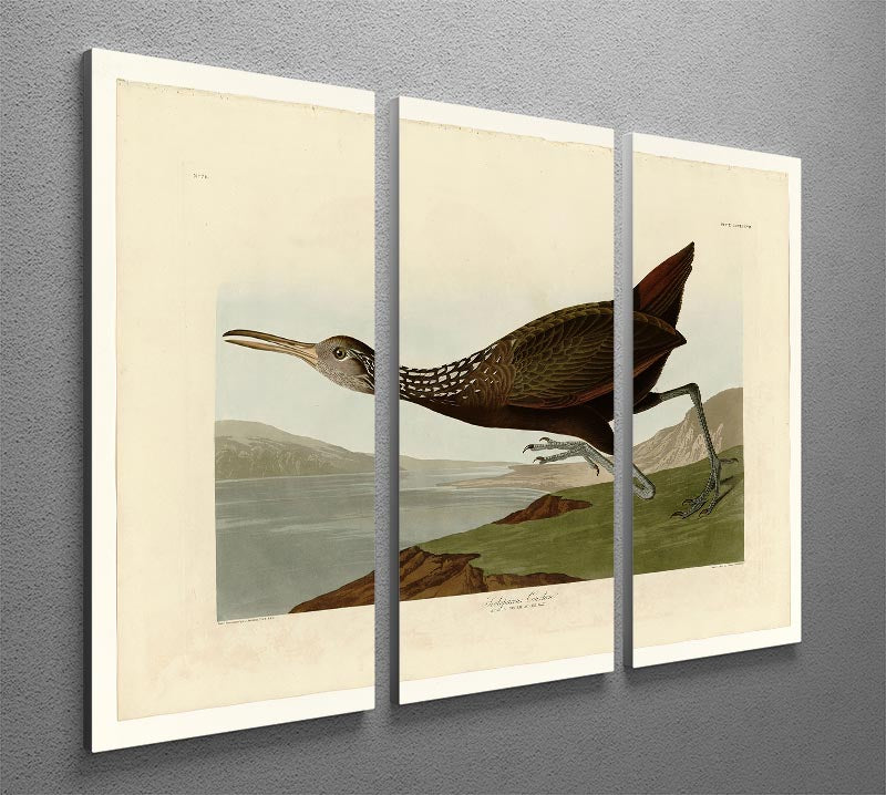 Scolopaceus Courlan 3-panel canvas print featuring vibrant colors and intricate details, perfect for home decor.