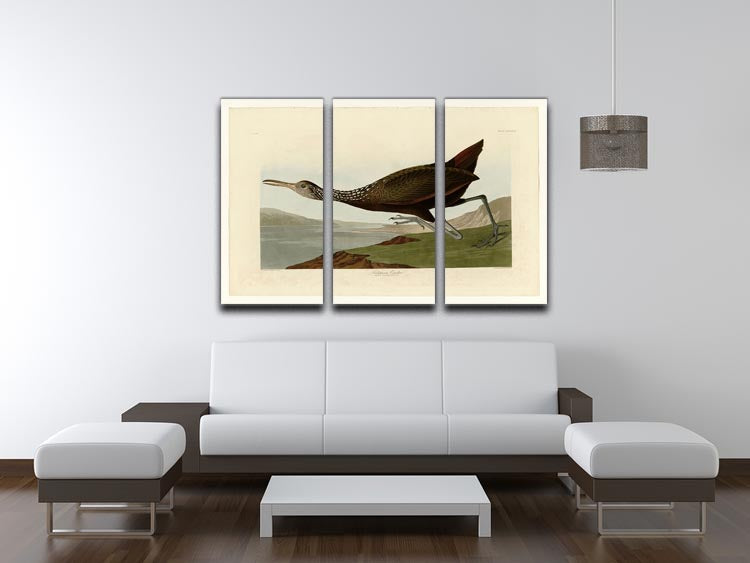 Scolopaceus Courlan 3-panel canvas print featuring vibrant colors and intricate details, perfect for home decor.