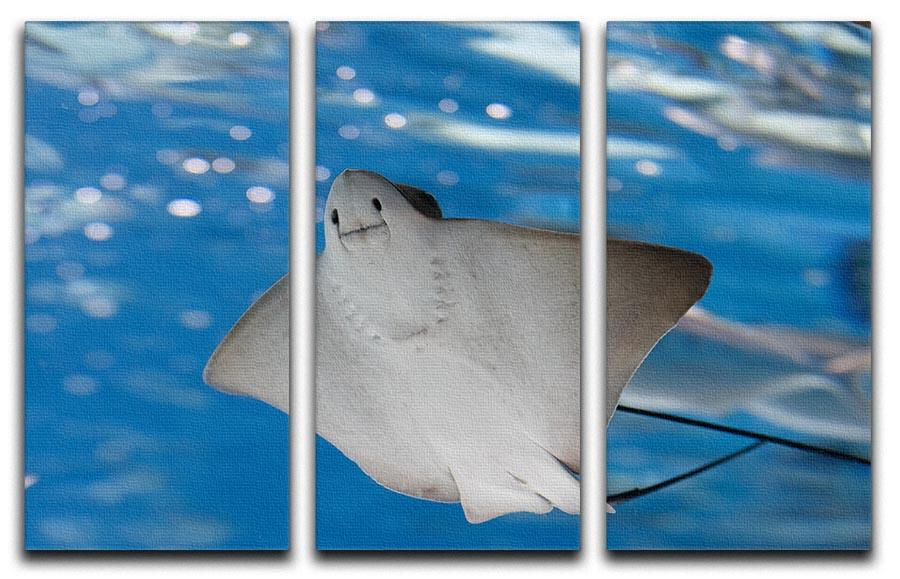 A beautiful 3-panel canvas print featuring a sea stingray and marine life, showcasing vibrant colors and intricate details.
