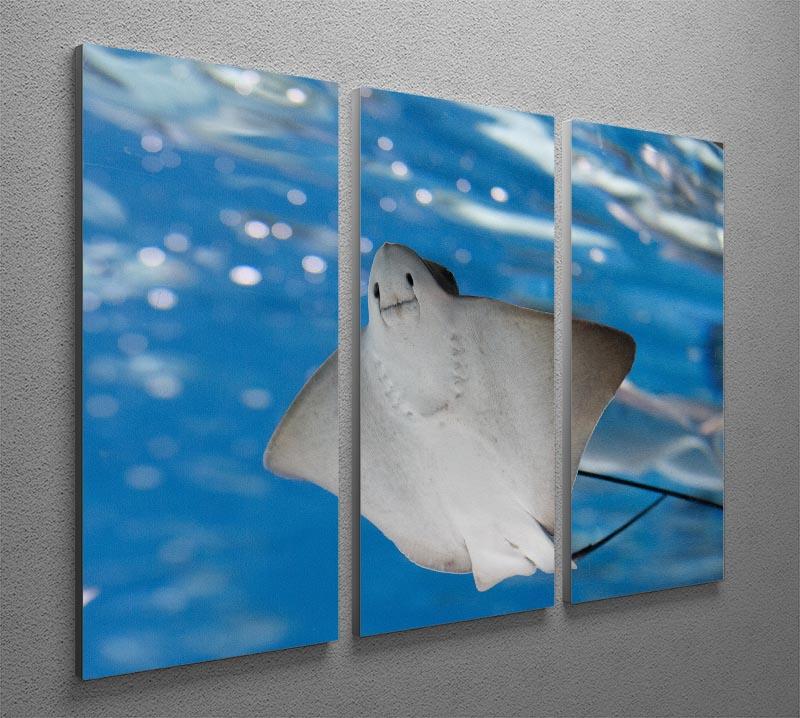 A beautiful 3-panel canvas print featuring a sea stingray and marine life, showcasing vibrant colors and intricate details.