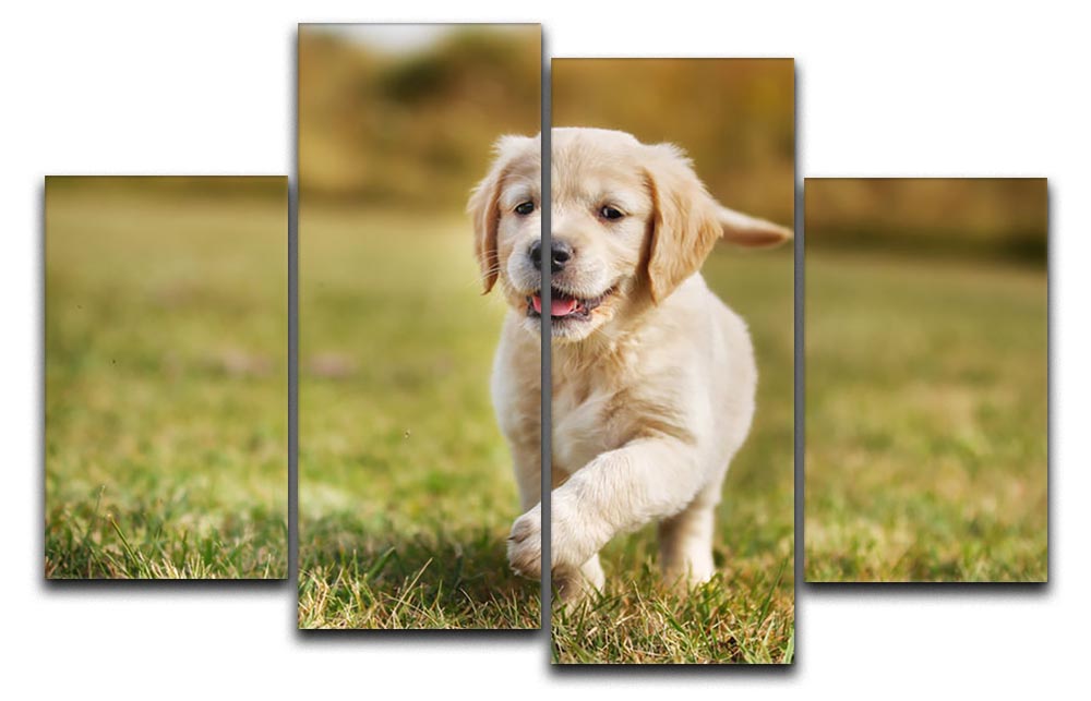 A beautiful 4 split panel canvas featuring a seven-week-old golden retriever puppy, showcasing its playful and innocent nature.