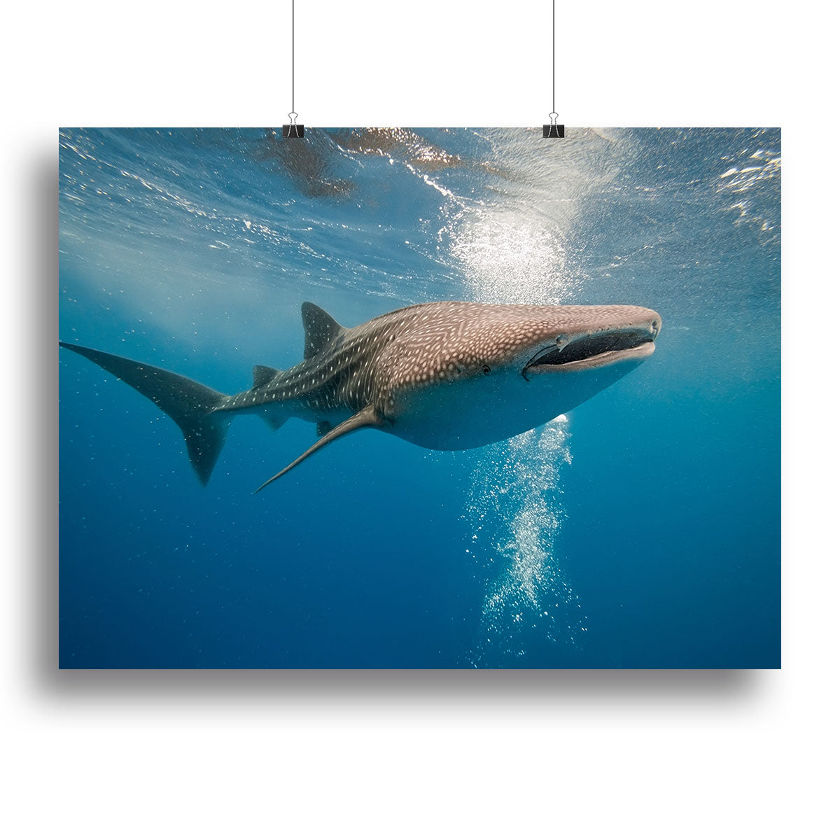 A stunning Shark Canvas Print showcasing a majestic shark swimming in vibrant ocean colors, perfect for home or office decor.