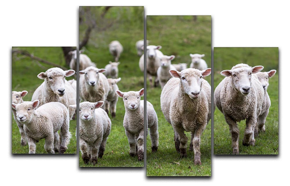 A beautiful 4-split canvas artwork featuring sheep and lambs in a lush paddock, showcasing serene nature.