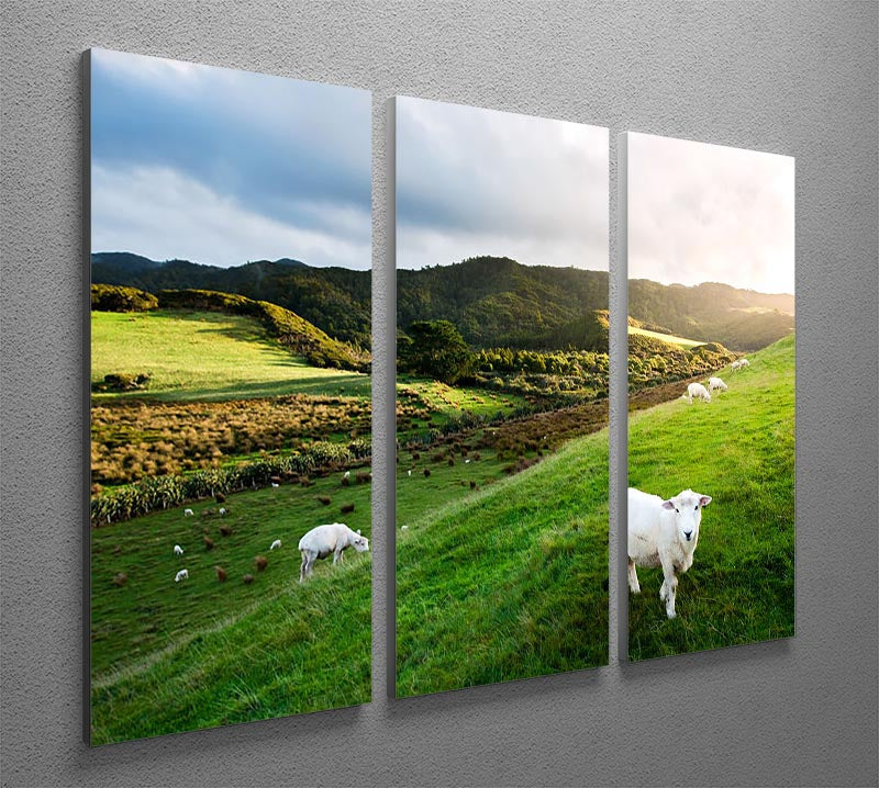 A beautiful 3-panel canvas print featuring sheep in a picturesque New Zealand farm landscape, showcasing vibrant colors and serene nature.