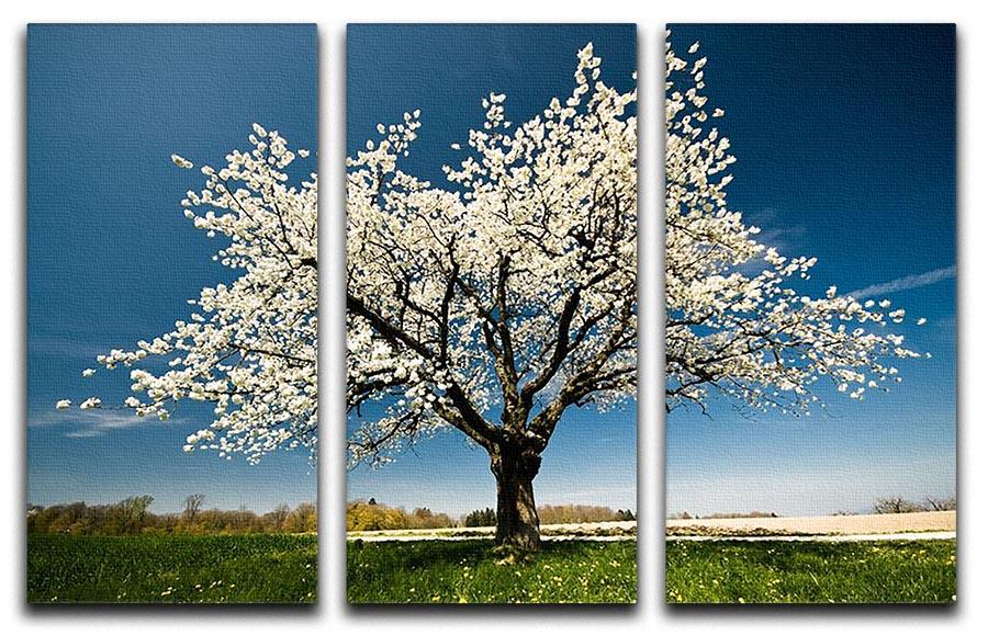 A beautiful 3-panel canvas print featuring a single blossoming tree in spring, showcasing vibrant flowers and lush greenery.