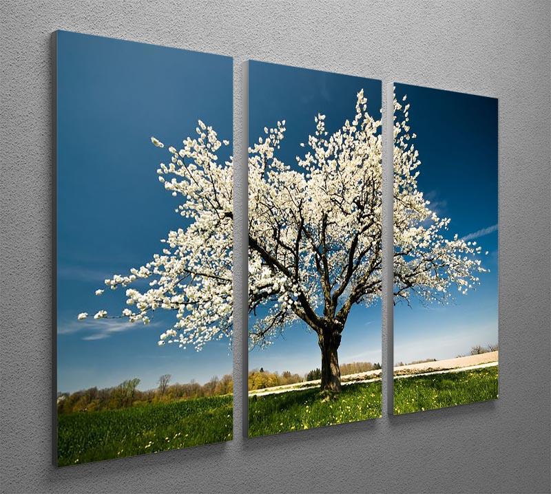 A beautiful 3-panel canvas print featuring a single blossoming tree in spring, showcasing vibrant flowers and lush greenery.