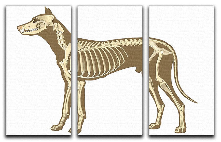 Three-panel canvas print featuring a detailed x-ray of a dog's skeleton, showcasing its bones and structure.